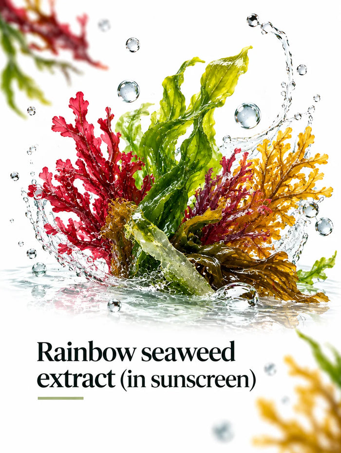 Rainbow  Seasweed